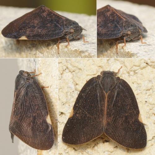 Pochazia shantungensis